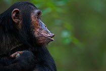 Eastern chimpanzee (Pan troglodytes schweinfurtheii) adolescent male &#39;Fundi&#39; aged 14 years pant hoot calling - portrait . Gombe National Park, Tanzania. September 2014.