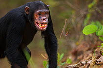 Eastern chimpanzee (Pan troglodytes schweinfurtheii) adolescent male &#39;Fundi&#39; aged 14 years making a submissive facial gesture to an adult female . Gombe National Park, Tanzania. September 2014...
