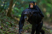 Eastern chimpanzee (Pan troglodytes schweinfurtheii) female &#39;Dilly&#39; aged 27 years carrying infant son &#39;Duke&#39; aged 3 years on her back . Gombe National Park, Tanzania. September 2014.
