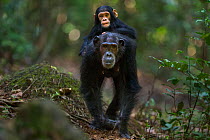 Eastern chimpanzee (Pan troglodytes schweinfurtheii) female &#39;Schweini&#39; aged 23 years carrying her infant son &#39;Shwali&#39; aged 20 months on her back . Gombe National Park, Tanzania. Septem...
