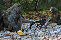 Olive baboon (Papio anubis) female trying to stop a baby aged about 3 months going to a male(Papio anubis). Gombe National Park, Tanzania.