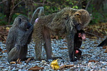 Olive baboon (Papio anubis) female with a baby aged about 3 months being groomed. Gombe National Park, Tanzania.