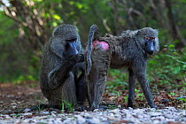 Olive baboon (Papio anubis) male grooming a female. Gombe National Park, Tanzania.