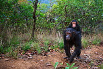 Eastern chimpanzee (Pan troglodytes schweinfurtheii) female &#39;Golden&#39; aged 16 years carrying her infant daughter &#39;Glamour&#39; aged 3 years . Gombe National Park, Tanzania. September 2014.