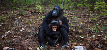 Eastern chimpanzee (Pan troglodytes schweinfurtheii) female &#39;Glitter&#39; aged 16 years playing with her infant daughter &#39;Gossamer&#39; aged 2 years . Gombe National Park, Tanzania. September...