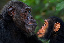 Eastern chimpanzee (Pan troglodytes schweinfurtheii) male &#39;Faustino&#39; aged 25 years watched by infant male &#39;Google&#39; aged 5 years . Gombe National Park, Tanzania. September 2014.