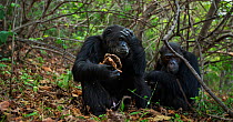 Eastern chimpanzee (Pan troglodytes schweinfurtheii) alpha male &#39;Ferdinand&#39; aged 22 years feeding on the honeycomb from a bees nest watched by his brother &#39;Faustino&#39; aged 25 years . Go...