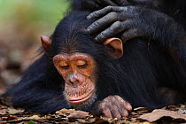 Eastern chimpanzee (Pan troglodytes schweinfurtheii) infant make &#39;Google&#39; aged 5 years being groomed . Gombe National Park, Tanzania. September 2014.