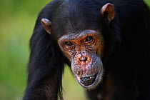 Eastern chimpanzee (Pan troglodytes schweinfurtheii) adolescent male &#39;Fundi&#39; aged 14 years walking portrait . Gombe National Park, Tanzania. May 2014.