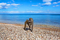 Olive baboon (Papio anubis) female licking stones for minerals on the shore of Lake Tanganyika. Gombe National Park, Tanzania.