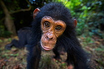 Eastern chimpanzee (Pan troglodytes schweinfurtheii) infant male &#39;Gizmo&#39; aged 4 years portrait . Gombe National Park, Tanzania. May 2014.