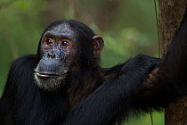 Eastern chimpanzee (Pan troglodytes schweinfurtheii) male &#39;Zeus&#39; aged 19 years portrait . Gombe National Park, Tanzania. May 2014.