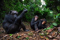 Eastern chimpanzee (Pan troglodytes schweinfurtheii) female &#39;Gremlin&#39; aged 43 years and her sons &#39;Gimli&#39; aged 10 years and &#39;Gizmo&#39; aged 4 years . Gombe National Park, Tanzania....