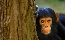 Eastern chimpanzee (Pan troglodytes schweinfurtheii) infant male &#39;Shwali&#39; aged 17 months portrait . Gombe National Park, Tanzania. May 2014.