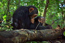 Eastern chimpanzee (Pan troglodytes schweinfurtheii) juvenile male &#39;Gimli&#39; aged 10 years using stick to try and get at insects he can hear inside rotting log. Gombe National Park, Tanzania.