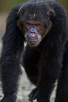 Eastern chimpanzee (Pan troglodytes schweinfurtheii) &#39;Alpha&#39; male &#39;Ferdinand&#39; aged 21 years walking portrait . Gombe National Park, Tanzania. May 2014.