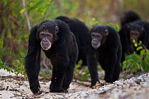 Eastern chimpanzee (Pan troglodytes schweinfurtheii) males knuckle walking along the shore of Lake Tanganyika . Gombe National Park, Tanzania. May 2014.