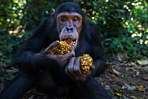Eastern chimpanzee (Pan troglodytes schweinfurtheii) juvenile male &#39;Gimli&#39; aged 10 years with wodges of fruit he is feeding on . Gombe National Park, Tanzania. May 2014.