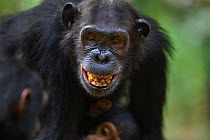 Eastern chimpanzee (Pan troglodytes schweinfurtheii) female &#39;Schweini&#39; aged 23 years apologising to &#39;Alpha&#39; male &#39;Ferdinand&#39; aged 21 years . Gombe National Park, Tanzania. May...