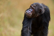 Eastern chimpanzee (Pan troglodytes schweinfurtheii) &#39;Alpha&#39; male &#39;Ferdinand&#39; aged 21 years walking portrait . Gombe National Park, Tanzania. May 2014.