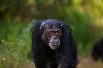 Eastern chimpanzee (Pan troglodytes schweinfurtheii) male &#39;Faustino&#39; aged 25 years portrait . Gombe National Park, Tanzania. May 2014.