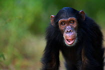 Eastern chimpanzee (Pan troglodytes schweinfurtheii) juvenile male &#39;Siri&#39; aged 7 years walking portrait . Gombe National Park, Tanzania. May 2014.