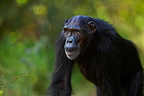 Eastern chimpanzee (Pan troglodytes schweinfurtheii) female &#39;Sandi &#39;aged 40 years portrait . Gombe National Park, Tanzania. May 2014.