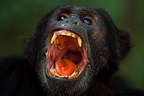 Eastern chimpanzee (Pan troglodytes schweinfurtheii) male &#39;Titan&#39; aged 19 years yawning portrait . Gombe National Park, Tanzania. May 2014.