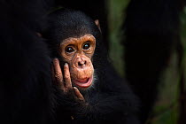 Eastern chimpanzee (Pan troglodytes schweinfurtheii) infant female &#39;Gossamer&#39; aged 2 years portrait . Gombe National Park, Tanzania. May 2014.