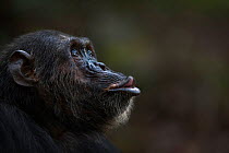 Eastern chimpanzee (Pan troglodytes schweinfurtheii) male &#39;Faustino&#39; aged 25 years pant hoot calling - portrait . Gombe National Park, Tanzania. September 2014.