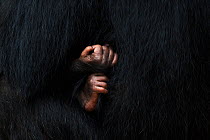 Eastern chimpanzee (Pan troglodytes schweinfurtheii) baby aged 3 weeks hand and foot close-up . Gombe National Park, Tanzania. September 2014.