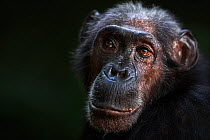 Eastern chimpanzee (Pan troglodytes schweinfurtheii) female &#39;Sparrow&#39; aged 55 years portrait . Gombe National Park, Tanzania. May 2014.