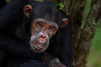 Eastern chimpanzee (Pan troglodytes schweinfurtheii) adolescent male &#39;Fundi&#39; aged 14 years portrait . Gombe National Park, Tanzania. May 2014.