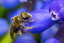 Smeathman's furrow bee (Lasioglossum smeathmanellum) visiting Grape hyacinth (Muscari sp.). At 4.5 mm average size, this is one of the smallest bees in the UK, small enough to crawl inside a Grape Hya...