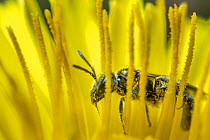 Smeathman's furrow bee (Lasioglossum smeathmanellum) visiting the pollen covered anthers of Dandelion (Taraxacum officinale) At 4.5 mm average size, this is one of the smallest bees in the UK, Monmout...