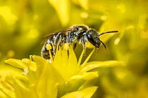 Smeathman's furrow bee (Lasioglossum smeathmanellum) visiting Biting stonecrop (Sedum acre) At 4.5 mm average size, this is one of the smallest bees in the UK, Monmouthshire Wales, June.