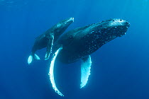 Humpback whale (Megaptera novaeangliae) female and calf. Maui, Hawaii, USA.