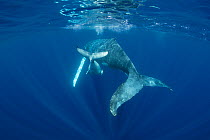 Humpback whale (Megaptera novaeangliae) calf diving under mother. Near Nomuka Island, Ha'apai Islands, Tonga.