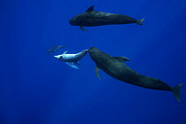 Bottlenose dolphin (Tursiops truncatus), two interacting with two Short-finned pilot whales (Globicephala macrorhynchus). Female Dolphin soliciting attention from Whale by brushing flukes against his...