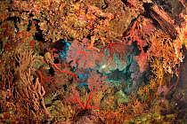 Diver on a coral reef behind Blood red sea fans / gorgonians (Melithaea sp. / Subergorgia sp.) New Caledonia, Pacific Ocean