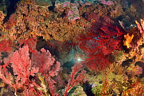 Diver on a coral reef behind bloodred seafans / gorgonians (Melithaea sp. / Subergorgia sp.) New Caledonia, Pacific Ocean.