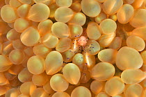Coleman&#39;s bubble coral shrimp (Vir colemani) with its eggs in a bubble-coral (Plerogyra sinuoasa) where it is protected, New Caledonia, Pacific Ocean Completed Review