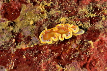 Sea slug or nudibranch (Ardeadoris / Glossodoris cruenta) New Caledonia, Pacific Ocean.