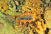 Scorpion shell / Scorpion spider conch (Lambis scorpius) New Caledonia, Pacific Ocean.