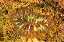 Bubble-coral (Plerogyra sp.) New Caledonia, Pacific Ocean.