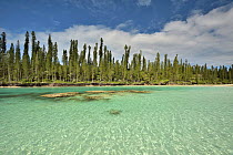 Natural basin in Oro Bay, Ile des Pins, with the New Caledonia pines (Araucaria columnaris) that gave the name to the island, New Caledonia, Pacific Ocean.
