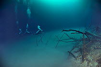 Divers in one of the cenotes, Angelita, at the edge of the cloud of sulphur caught between two layers of water at a depth of 30 m, Yucatan peninsula, Mexico.