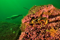Atlantic / American lobster (Homarus americanus) with a Grey seal (Halichoerus grypus ) swimming in the background, Gulf of Saint Lawrence, Canada