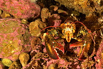 Atlantic / American lobster (Homarus americanus) Gulf of Saint Lawrence, Canada