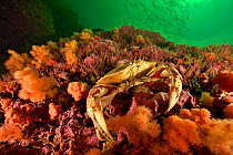 Atlantic rock crab or common rock crab (Cancer irroratus) on the reef, Gulf of Saint Lawrence, Canada.